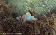 Botrylloides magnicoecus