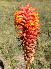 Dichromanthus cinnabarinus