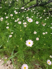 Cosmos parviflorus