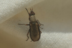 Coremacera marginata