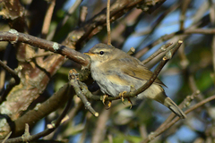 Phylloscopus fuscatus