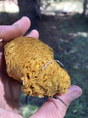 Suillus megaporinus