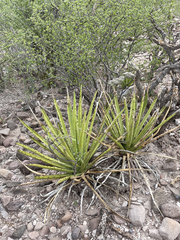 Agave datylio