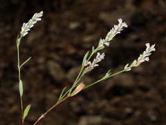 Polygonum spergulariiforme