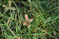 Dactyloctenium aegyptium