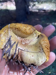 Suillus megaporinus