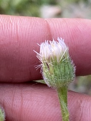 Erigeron elatus