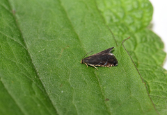 Pammene germmana