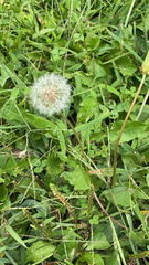 Taraxacum erythrospermum