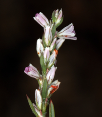 Polygonum spergulariiforme