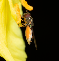 Melanostoma mellinum