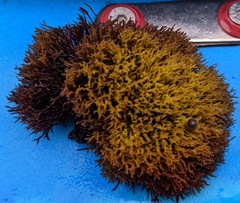 Gracilaria