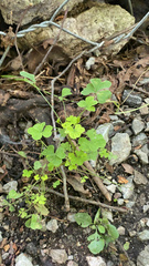 Oxalis stricta