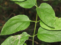 Scrophularia nodosa