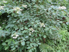 Hydrangea paniculata