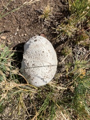 Calvatia booniana