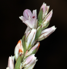 Polygonum spergulariiforme
