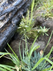 Boechera retrofracta