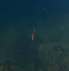 Hypsypops rubicundus