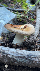Russula cerolens