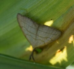 Polypogon tentacularia