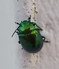 Chrysolina herbacea