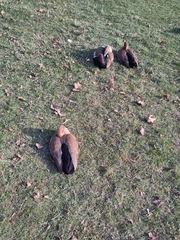 Alopochen aegyptiaca