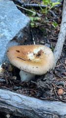 Russula cerolens