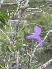 Ruellia californica