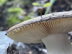 Russula cerolens