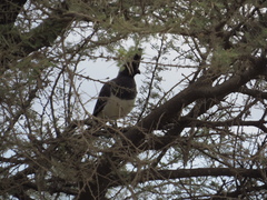 Corythaixoides leucogaster