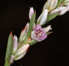 Polygonum spergulariiforme