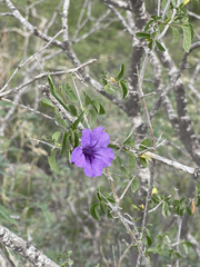 Ruellia californica