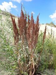 Rumex pseudonatronatus