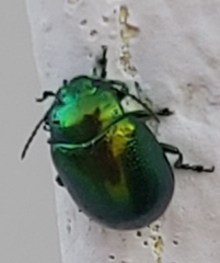 Chrysolina herbacea