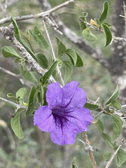 Ruellia californica