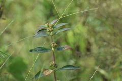 Euphorbia hirta