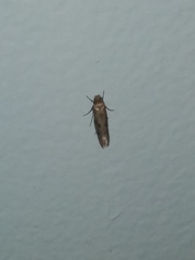 Blastobasis glandulella