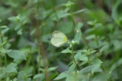 Eurema