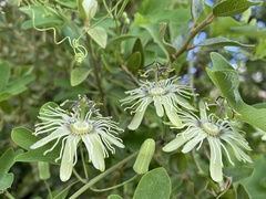 Passiflora affinis