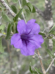 Ruellia californica