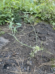 Boechera retrofracta