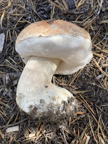 Boletus edulis