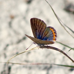 Icaricia lupini texanus