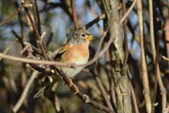 Fringilla montifringilla