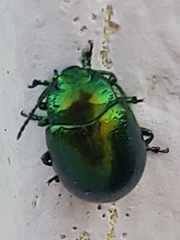 Chrysolina herbacea