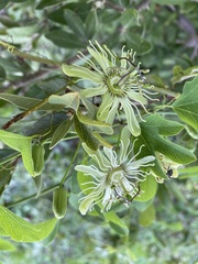 Passiflora affinis