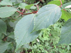 Hydrangea paniculata
