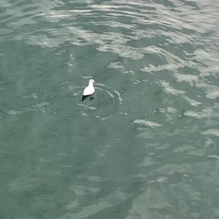 Chroicocephalus ridibundus