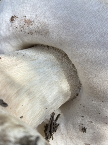 Boletus edulis (Photo 2 of 4)